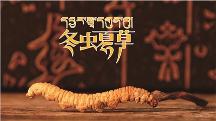 那曲新鮮冬蟲夏草什么時候采挖？